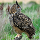 Illustration for article titled Owl Can’t Remember Which Direction To Rotate Head Backem/em